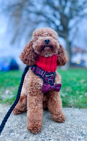 dog wearing black rope lead