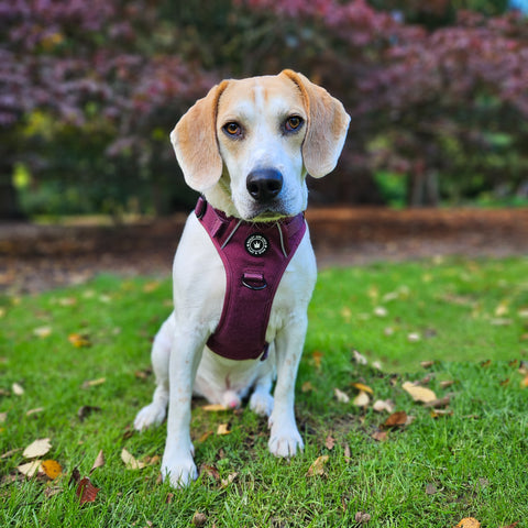 beagle wearing a harness