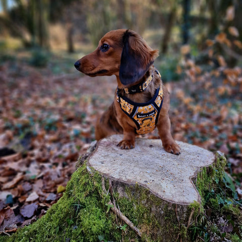 Dog Harness