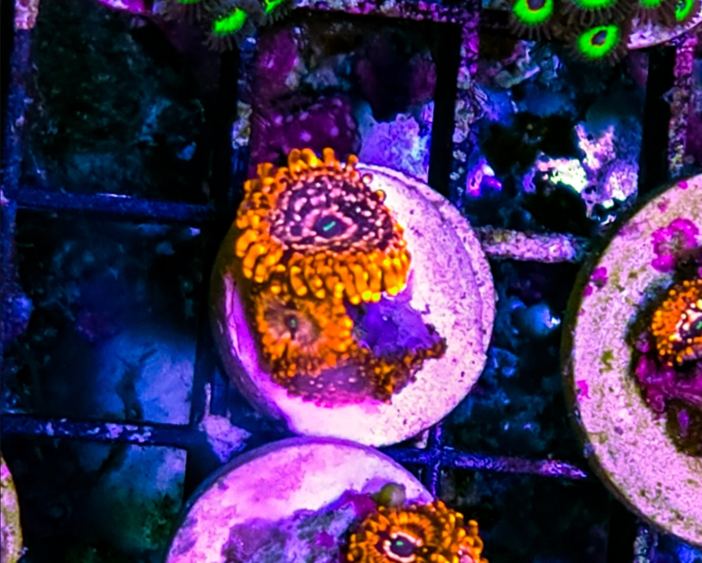 WYSIWYG Utter chaos zoa frag