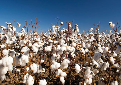 organic cotton harvest