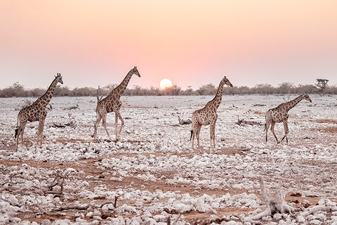 Etosha-Sunset