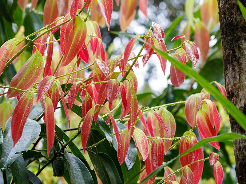 cinnamon plant harvest