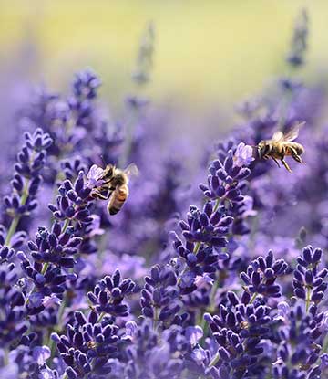 bees lavender