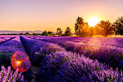 sunset over lavender fields