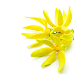 ylang ylang flower