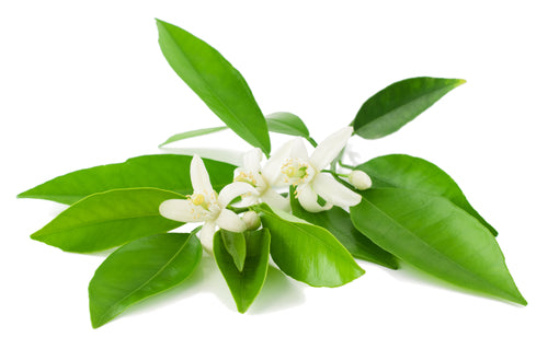 Neroli Essential Oil (Orange Blossom) – Herb Stop - Arizona's