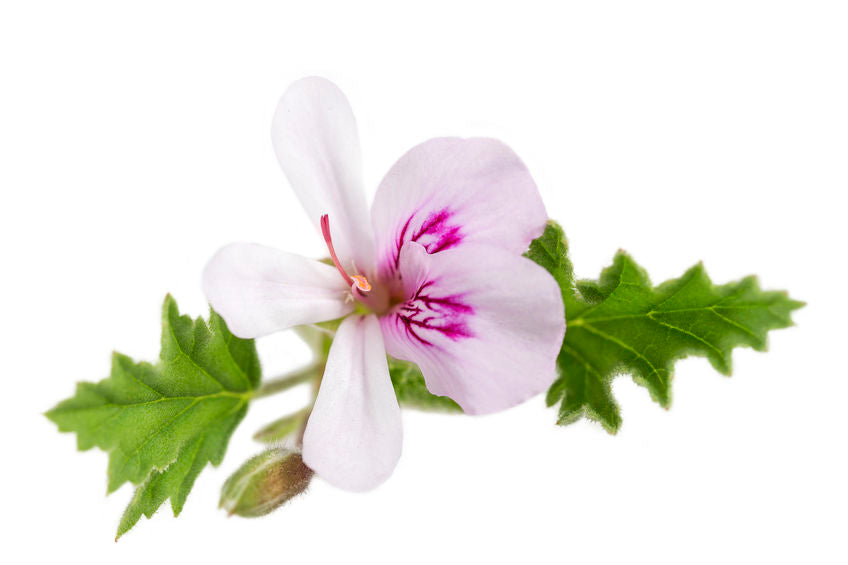 Geranium Organic Essential Oil 15 mL – Bacon & Fields