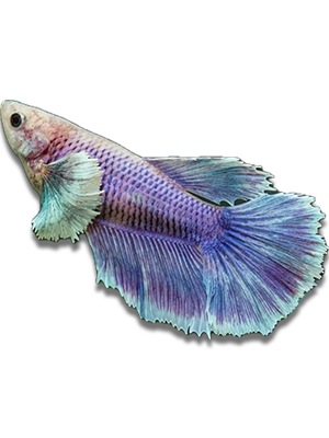 Betta_Dumbo_Ear_Female