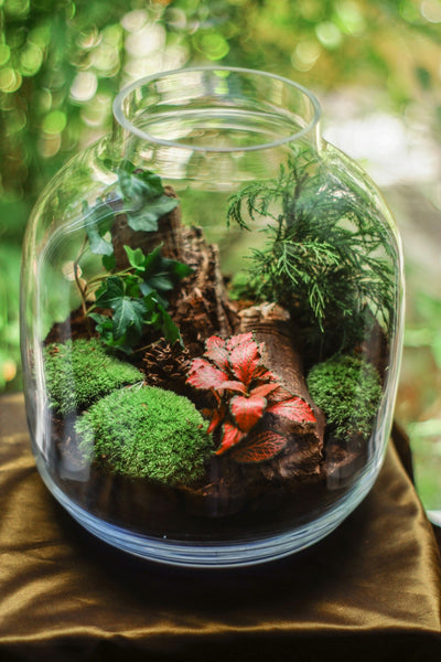 terrarium-vegetal