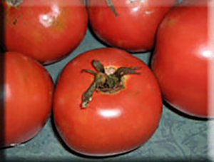 Tomato 'Brandywine Sudduth's Strain' Seeds (Certified Organic)