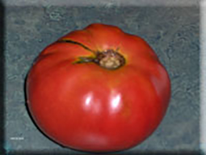 Watermelon Beefsteak Tomato from Heritage Harvest Seed