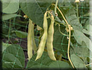 Aunt Edith's Sickle Pole Bean Seeds (Pkt)
