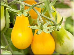 Tomato Favorites Heirloom Seed Collection from Heritage Harvest Seed