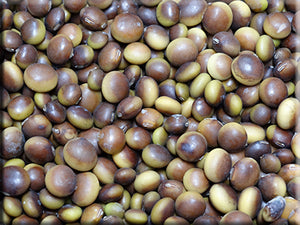 https://cdn.shopify.com/s/files/1/0576/1410/6819/products/grandforks-heirloomsoybean_300x.jpg?v=1666633552