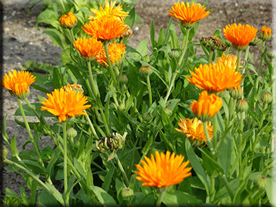 Radio Calendula (early 1930's) – Heritage Harvest Seed