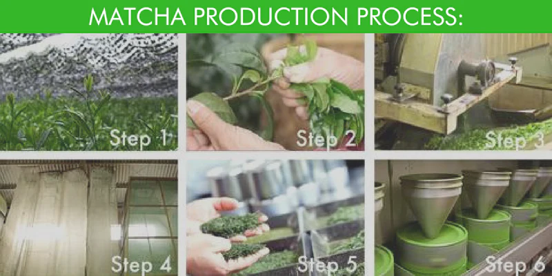 The Matcha Production Process