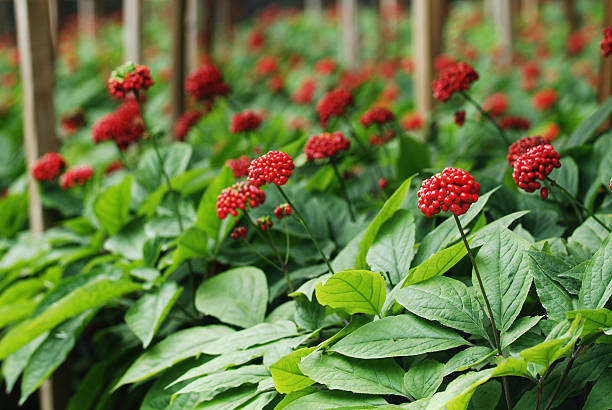 korean ginseng