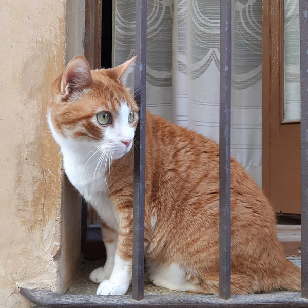 Alimentos que pueden comer los gatos