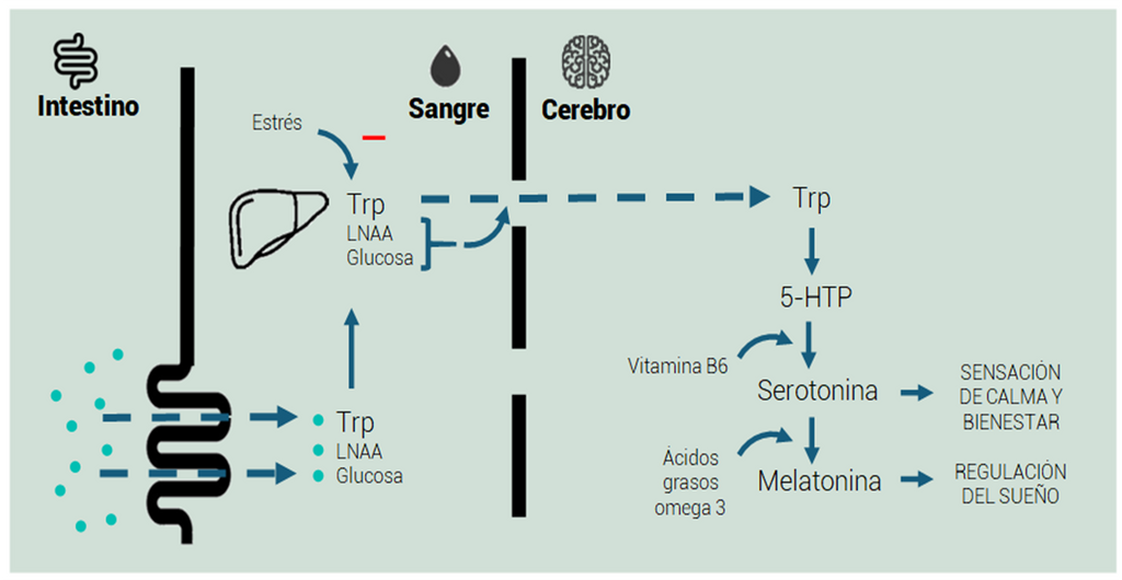 Einfluss von Nahrungsbestandteilen auf das serotonerge System. 5-HTP: 5-Hydroxytryptophan; LNAA: Große neutrale Aminosäuren; Trp: Tryptophan.