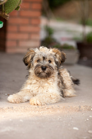 Perro con Leishmania