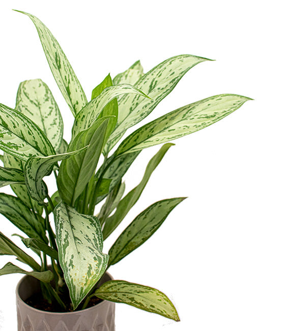 Aglaonema Maria Christina Tropi Co