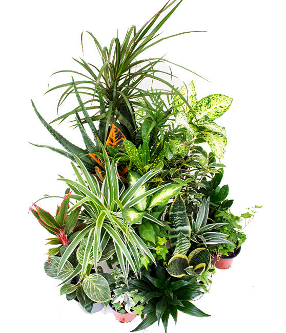 Air Purifying Tropical Plant Bundle Tropi Co