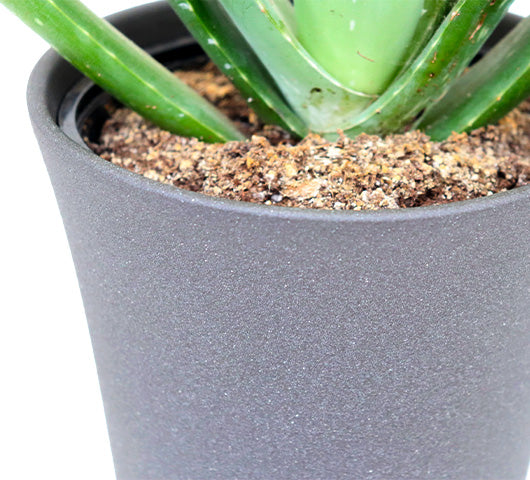 Aloe Vera in Wendy Ceramic Pot Tropi Co