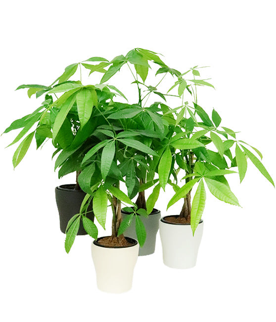 Money Trees in Anna Ceramic Pot Tropi Co