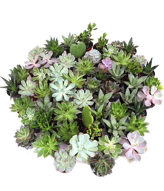 Succulent Growers Choice Collection Tropi Co