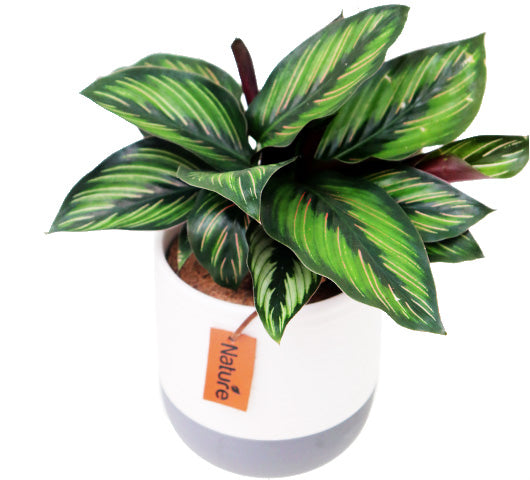 Calathea in Beaudon Pot