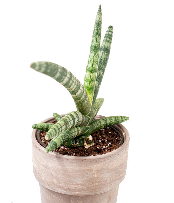 Snake Plant Black Jade Tropi Co