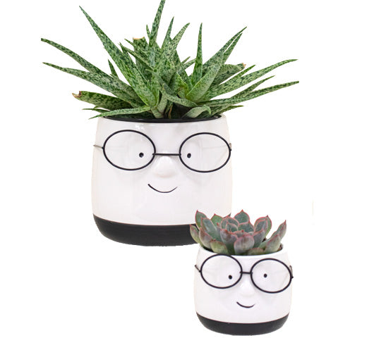 Carlton Ceramic Pot Collection Tropi CO