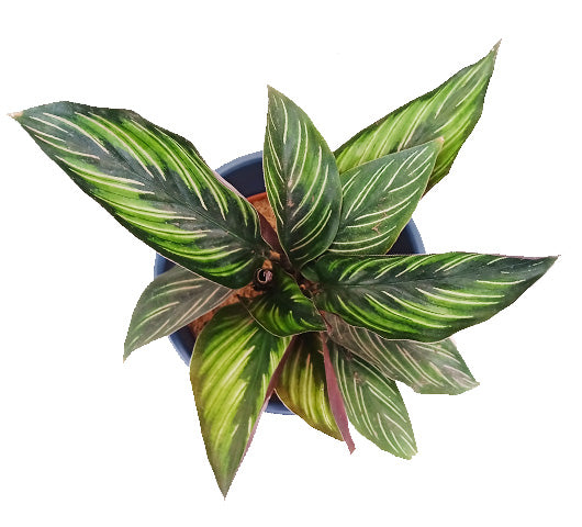 Beauty Star Calathea in Elize