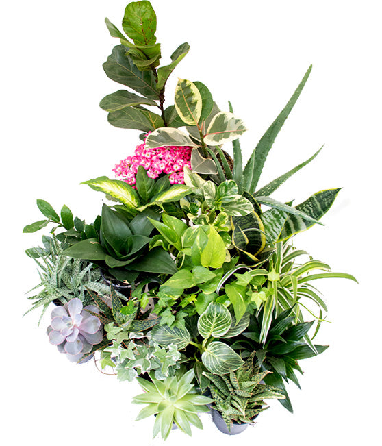 Easy Grower Tropical Plant Bundle Tropi Co