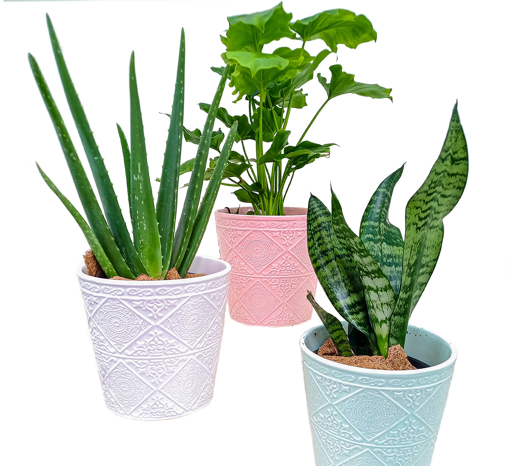 Helen 6 Inch Ceramic Pots | Tropi Co