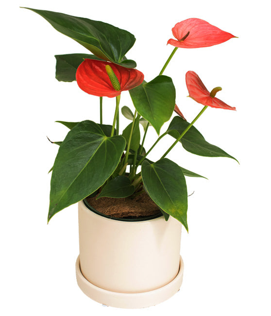 Evi with Anthurium Red Tropi Co