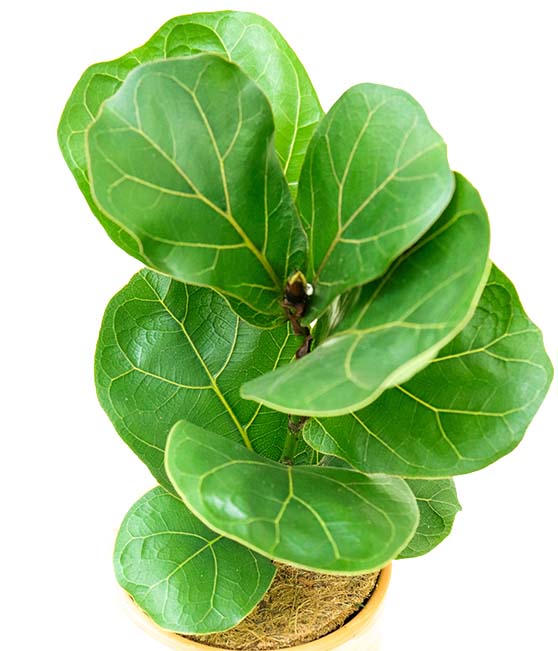 Ficus Lyrata Fig