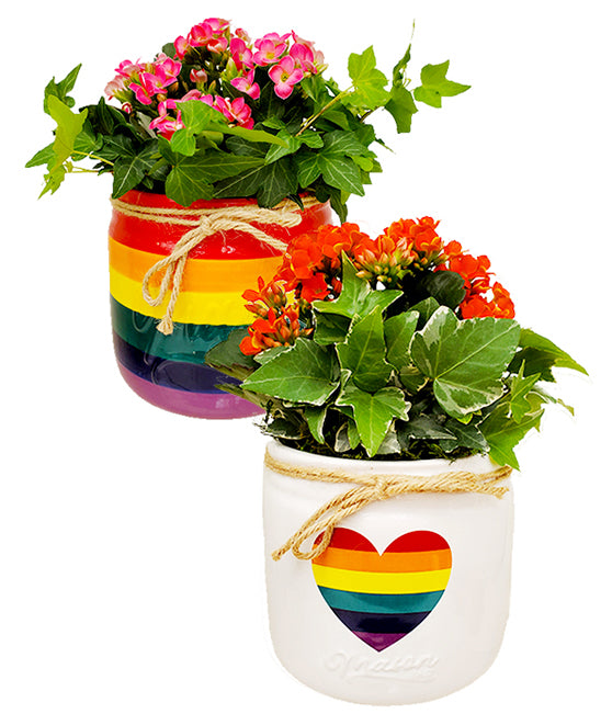 Love is Love Plant in Harmony Pot Tropi Co”
><br><br><br>
<h2 style=