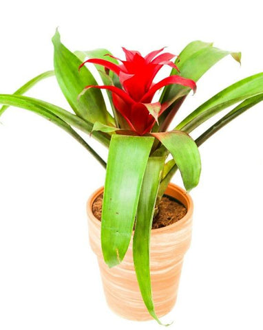 Red Guzmania Bromeliad