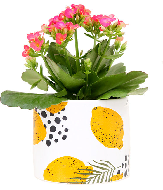 Limoncello Ceramic Pot Tropi Co