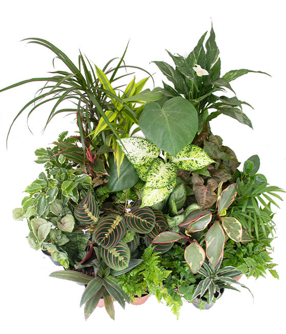 Low Light Tropical Plant Bundle Tropi Co