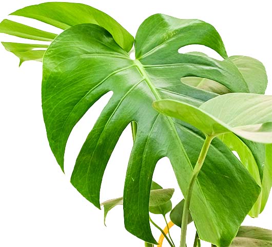 Monstera Deliciosa Tropico