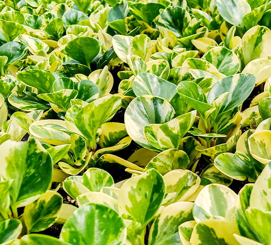 Varigated Peperomia in Greenhouse Tropi Co