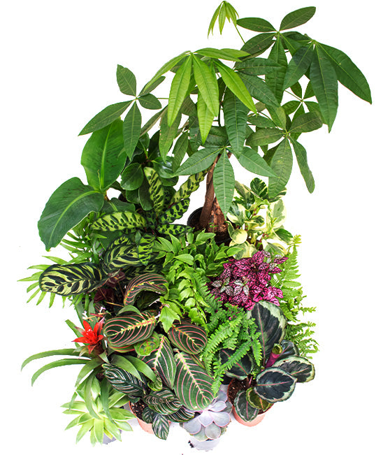 Pet Friendly Tropical Plant Bundle Tropi Co
