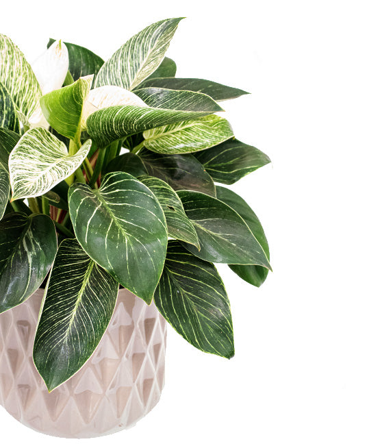 Birkin Philodendron Tropi Co