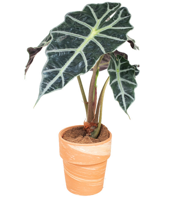 Polly Alocasia in Clay Pot