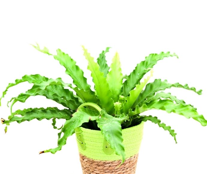 Green Sun Woven Baskets with  Birds Nest Fern