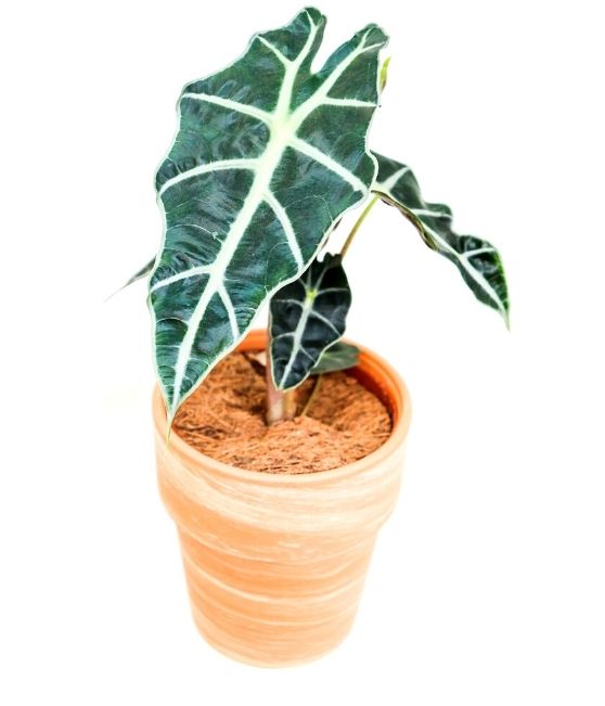 Polly Alocasia in Clay Pot