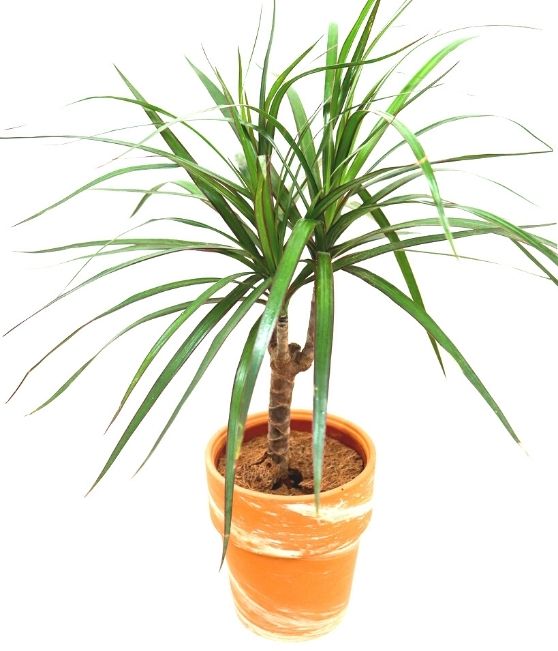 Marginata  Dragon Tree Dracaena in Clay/ Terracotta Pot  